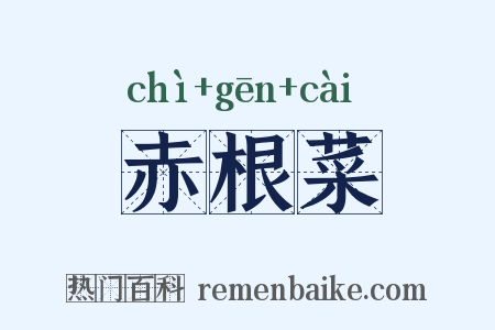 赤根菜是什么意思的图片